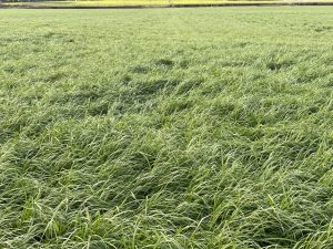St Catherines Seeds - Agricultural Grass Seed Merchant