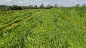 Downsview Ice Cream, Sussex with St. Catherines Agricultural seeds